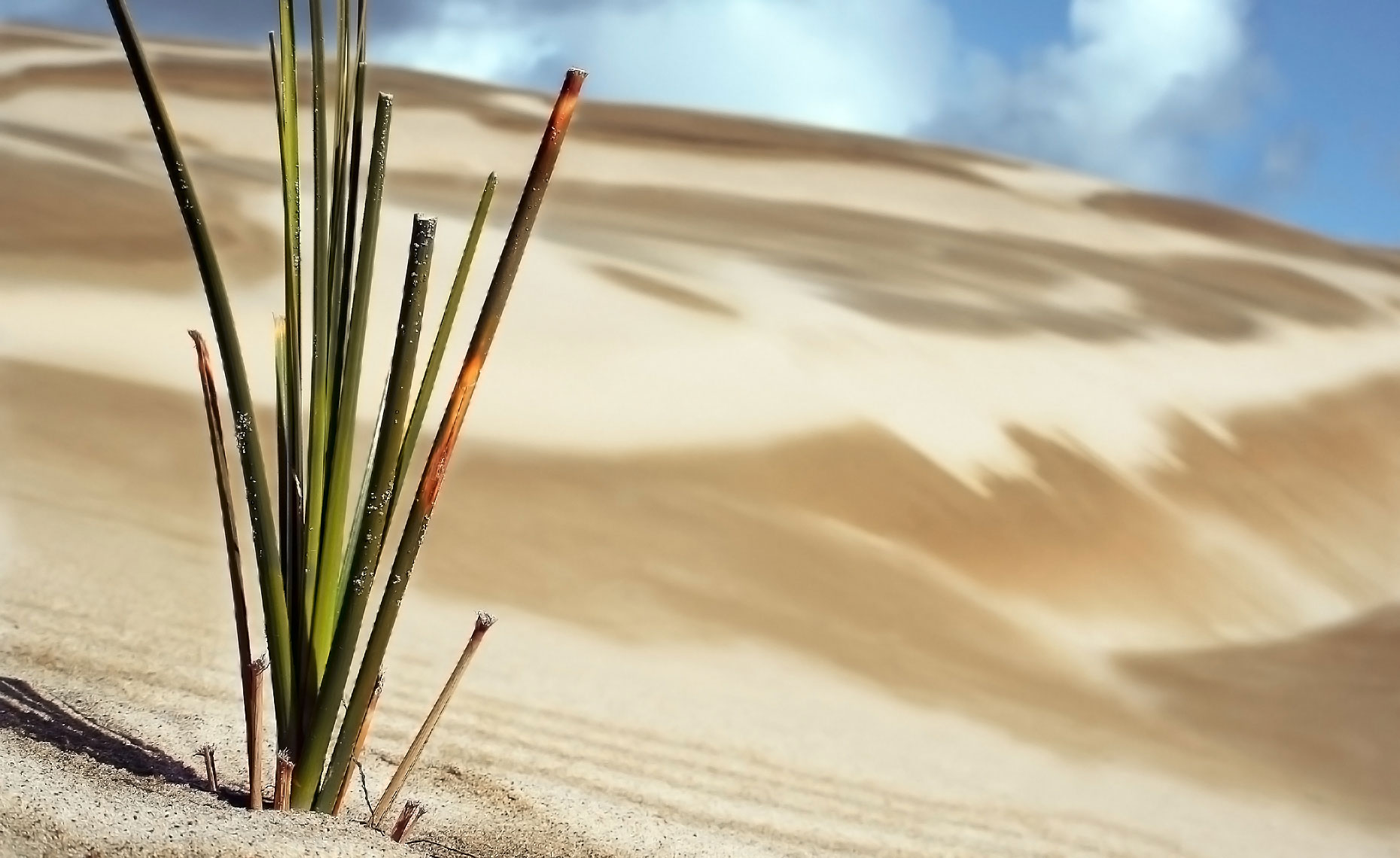 plant-on-dunes.jpg