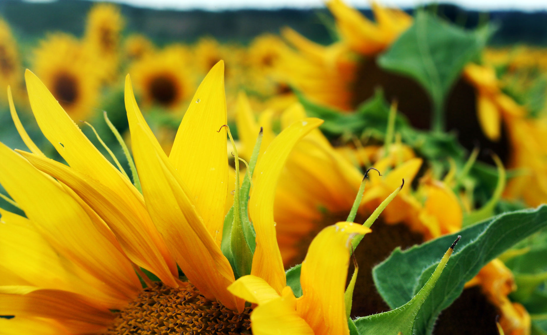 sunflowers.jpg